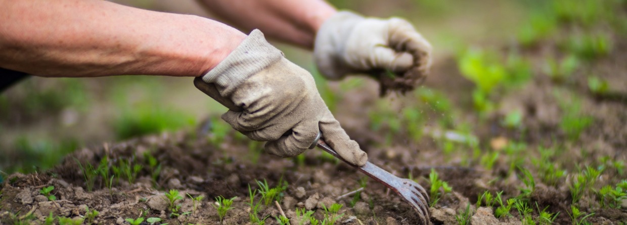 Een vrouwenhand die de onkruid aan het verwijderen is in een tuin